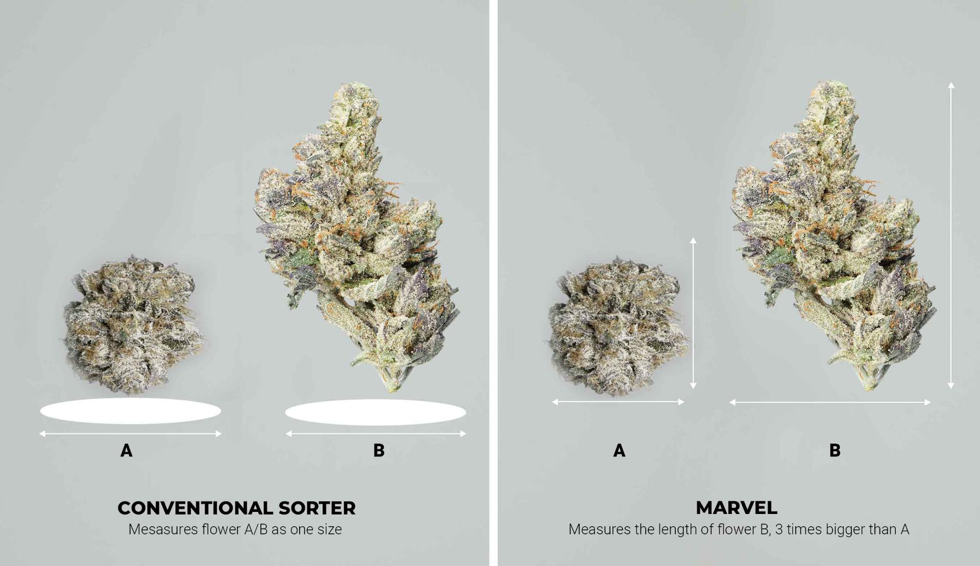 Side-by-side - cone-shaped flower: conventional sorter measures A and B as one size, while Marvel measures the length of flower B as three times bigger than A
