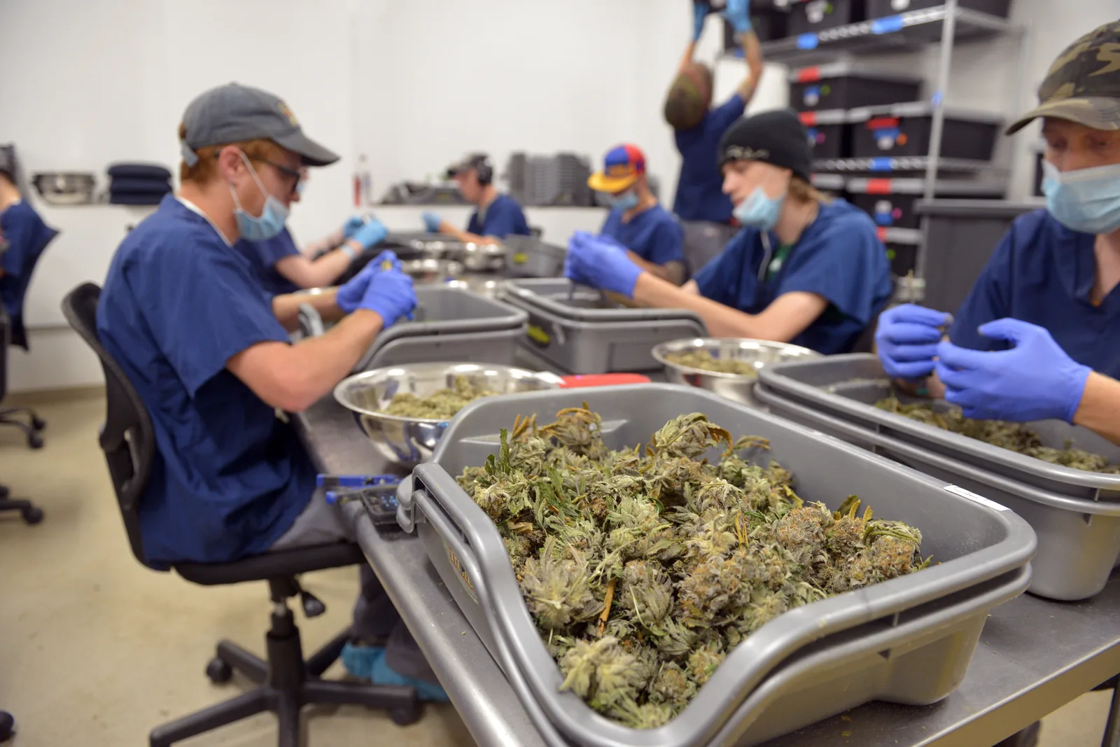A real QC room mid-shift: rows of trimmers in scrubs and gloves inspecting flower over bins