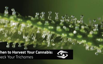 When to Harvest Your Cannabis: Check Your Trichomes