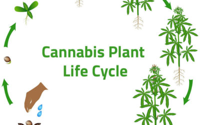 From Seed to Bud: The Plant Life Cycle of Cannabis