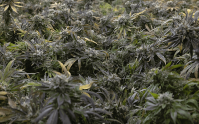 Marijuana Legalization in Canada and the USA