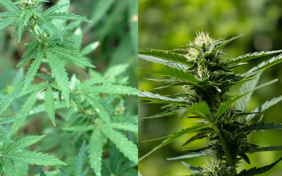 Differences Between Marijuana and Hemp