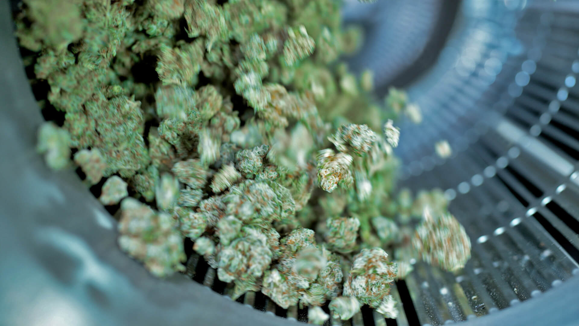 How to Trim Cannabis Plants Ensuring Cannabinoid Potency and Quality