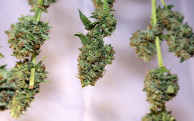What to Consider when Drying and Curing Cannabis