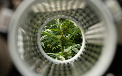 Tumblers: How to Choose the Right One for Your Flower