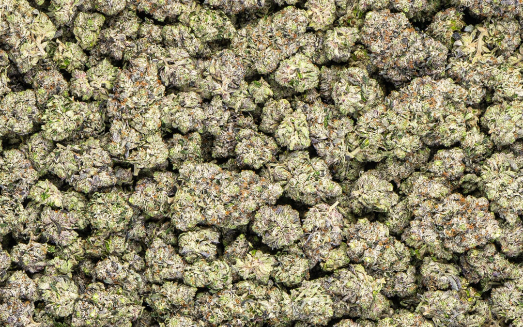 Cannabis Flower Brands with Consistency Win