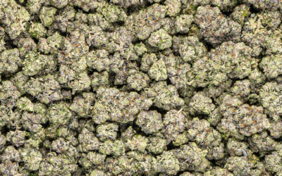 Cannabis Flower Brands with Consistency Win