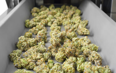 Case Study: Optimizing Cannabis Production with Marvel