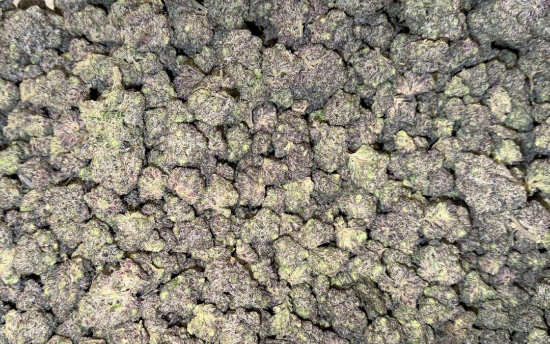 Cannabis Post-Harvest Processing: Variability Is a Margin Problem