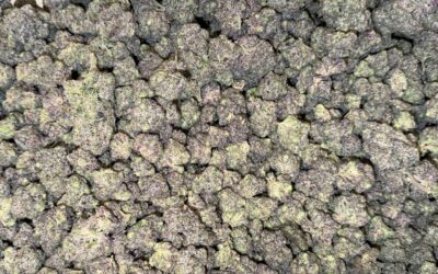 Cannabis Post-Harvest Processing: Variability Is a Margin Problem