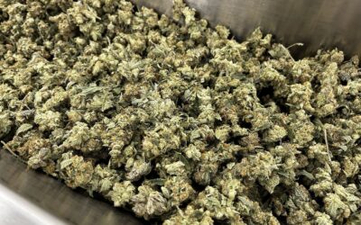 Hand Trim vs Machine Trim Cannabis: T-Zero PRO Tested on GMO